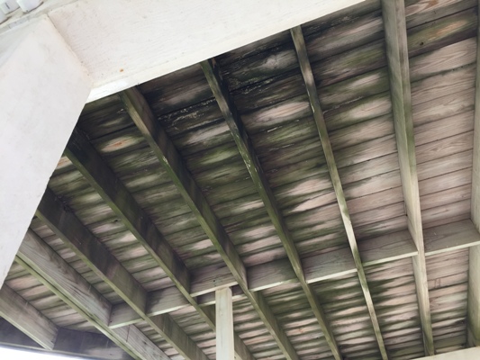 Image of mold and algae on the underside of outdoor deck boards at a beach house in Galveston, Texas. Image Copyright © 2017 Brad Larkin