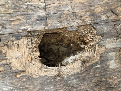 Image of a hole in the subfloor in a Galveston beach house. Tracy Calvert's team replaced the bad portions prior to modern flooring being installed. Image Copyright © 2021 Brad Larkin